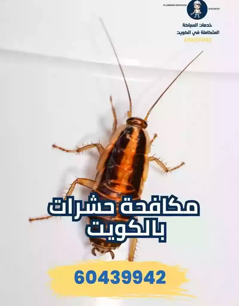 رقم شركة مكافحة حشرات