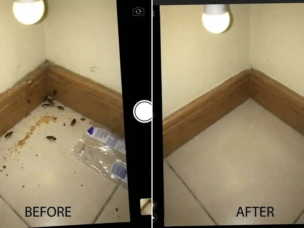 قبل وبعد مكافحة حشرات صباح السالم 60439942 شركة سينسبري